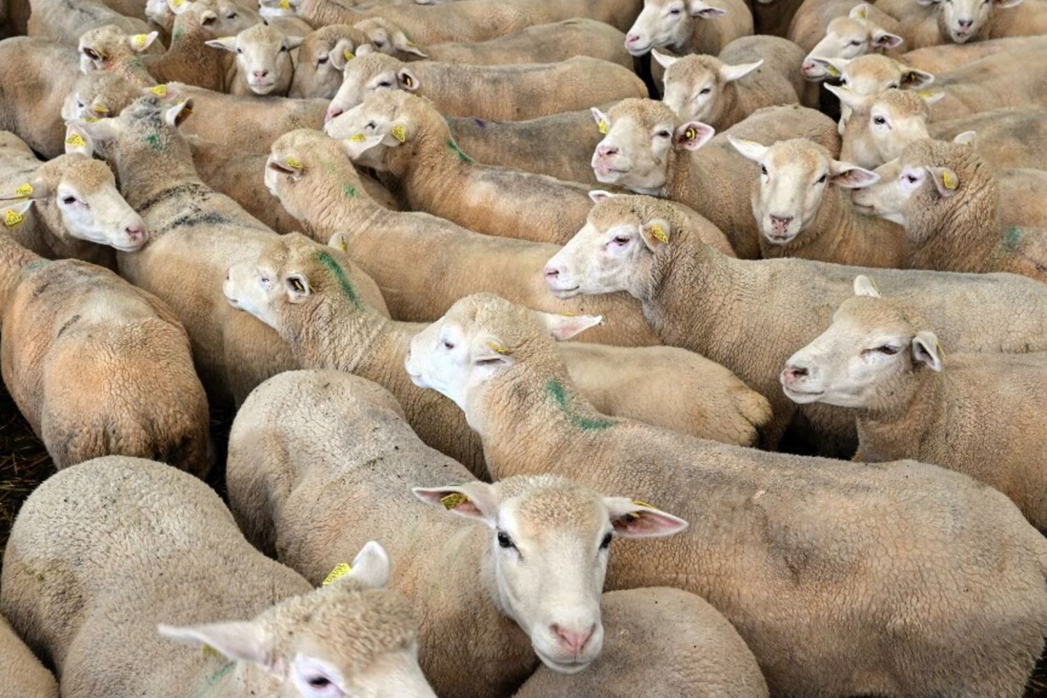 Il virus dell'aviaria trasmesso nel latte ovino, rischio negli allevamenti