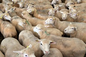 Il virus dell'aviaria trasmesso nel latte ovino, rischio negli allevamenti