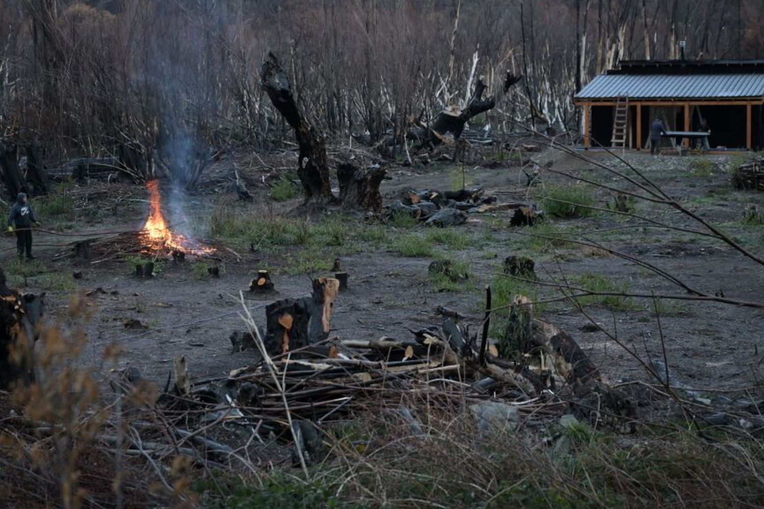 I terreni devastati dagli incendi di gennaio in Argentina sono trattati seguendo le raccomandazioni sanitarie per prevenire l'infezione da hantavirus, a Epuyen, nella provincia di Chubut il 9 maggio 2026.