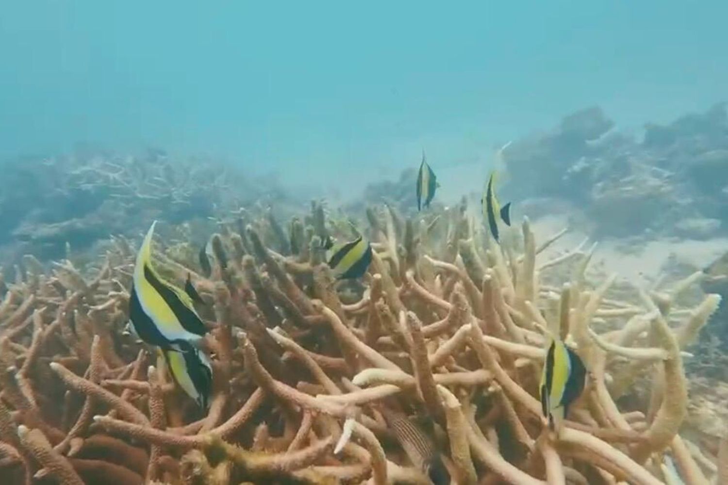Il mare delle Maldive, sub, pesci