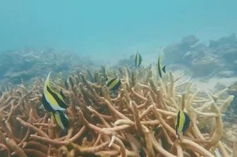 Il mare delle Maldive, sub, pesci