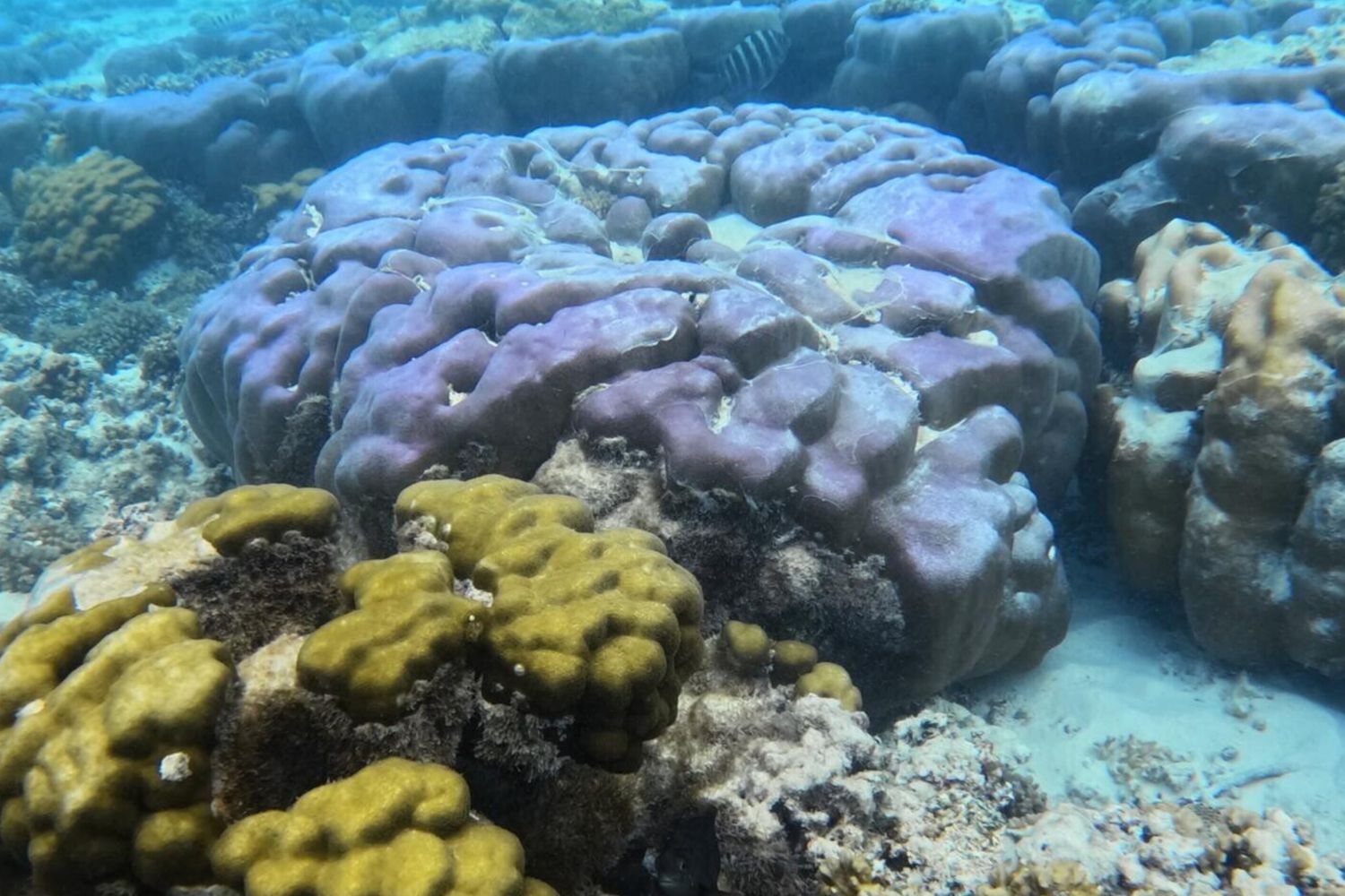 Il mare delle Maldive