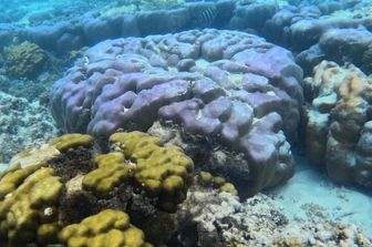 Il mare delle Maldive