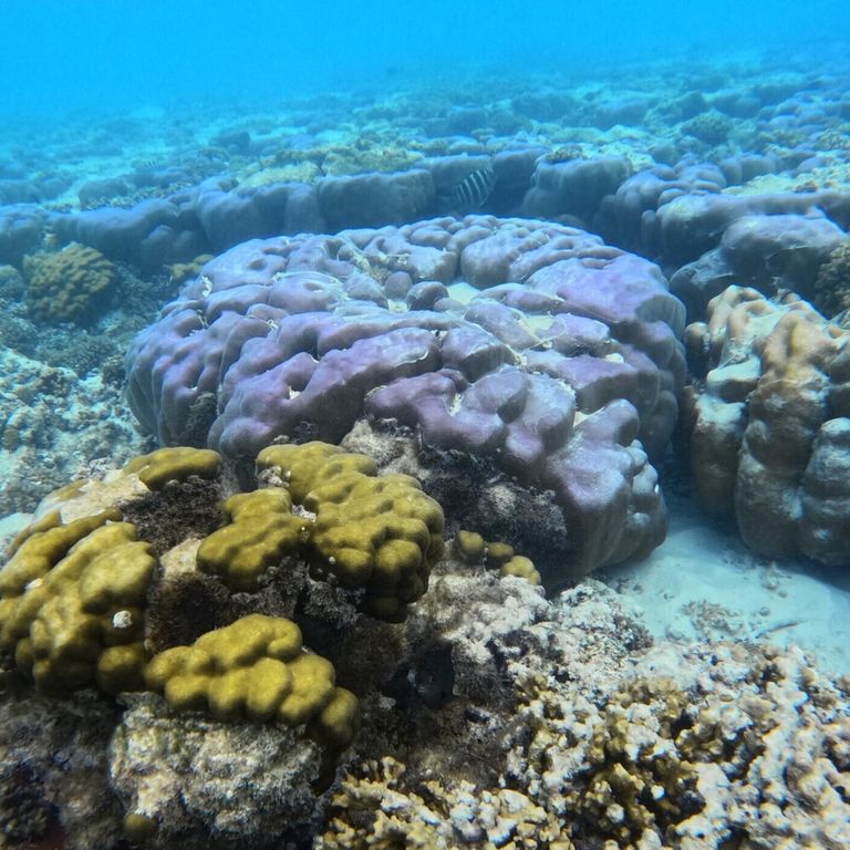 Il mare delle Maldive