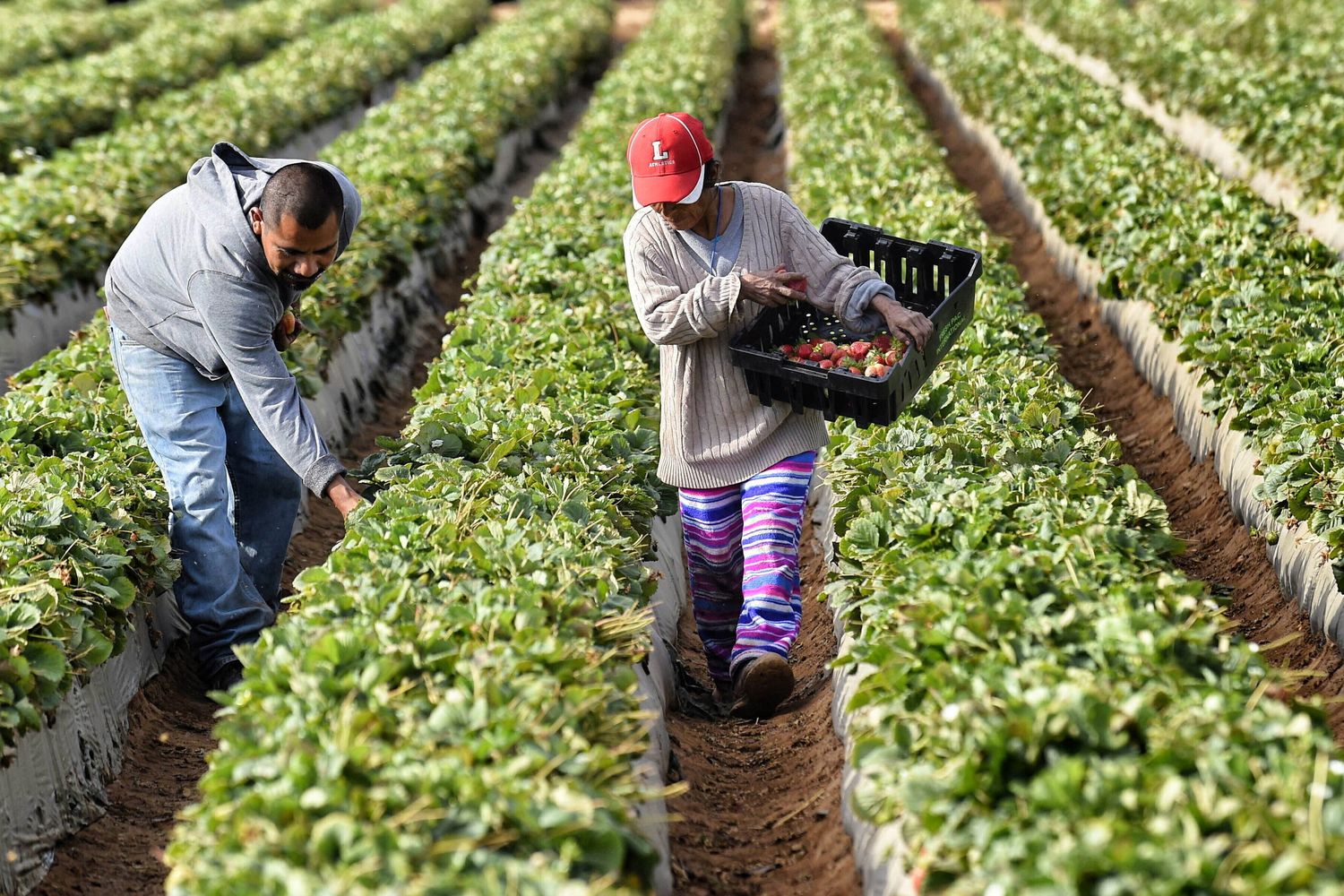 Braccianti, lavoro nei campi&nbsp;