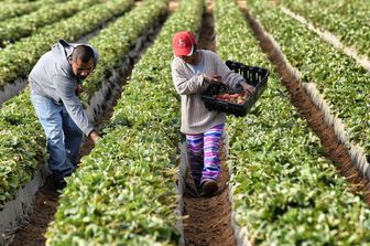 Braccianti, lavoro nei campi&nbsp;