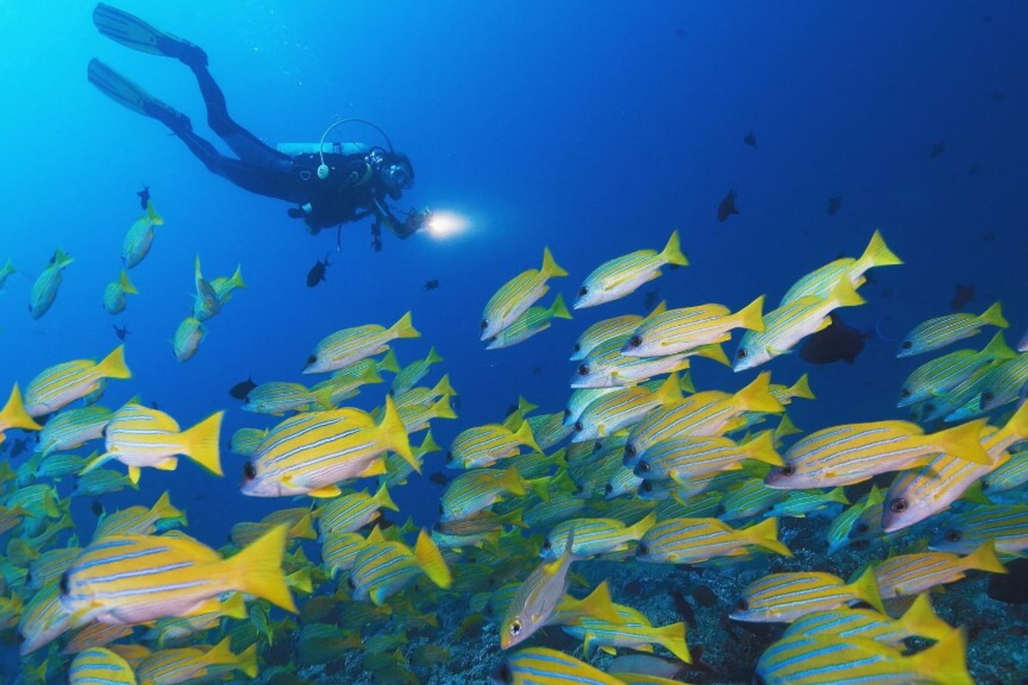 Alle Maldive le guide subacquee accompagnano i turisti alla scoperta dei fondali. Dopo la recente tragedia, il settore affronta una crisi di fiducia