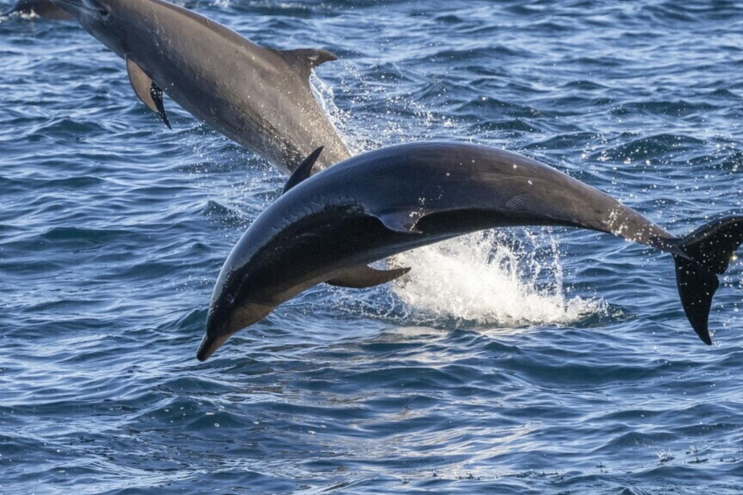 Delfini