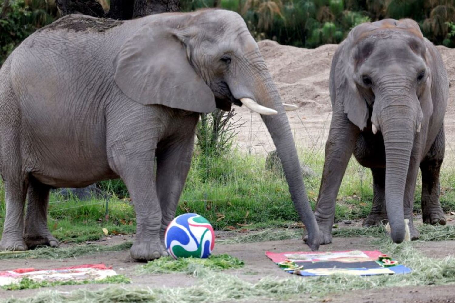 Gli  elefanti allo zoo di Guadalajara, nello stato di Jalisco, in Messico nel tentativo di predire il risultato della partita di calcio tra Messico e Sudafrica valida per la Coppa del Mondo