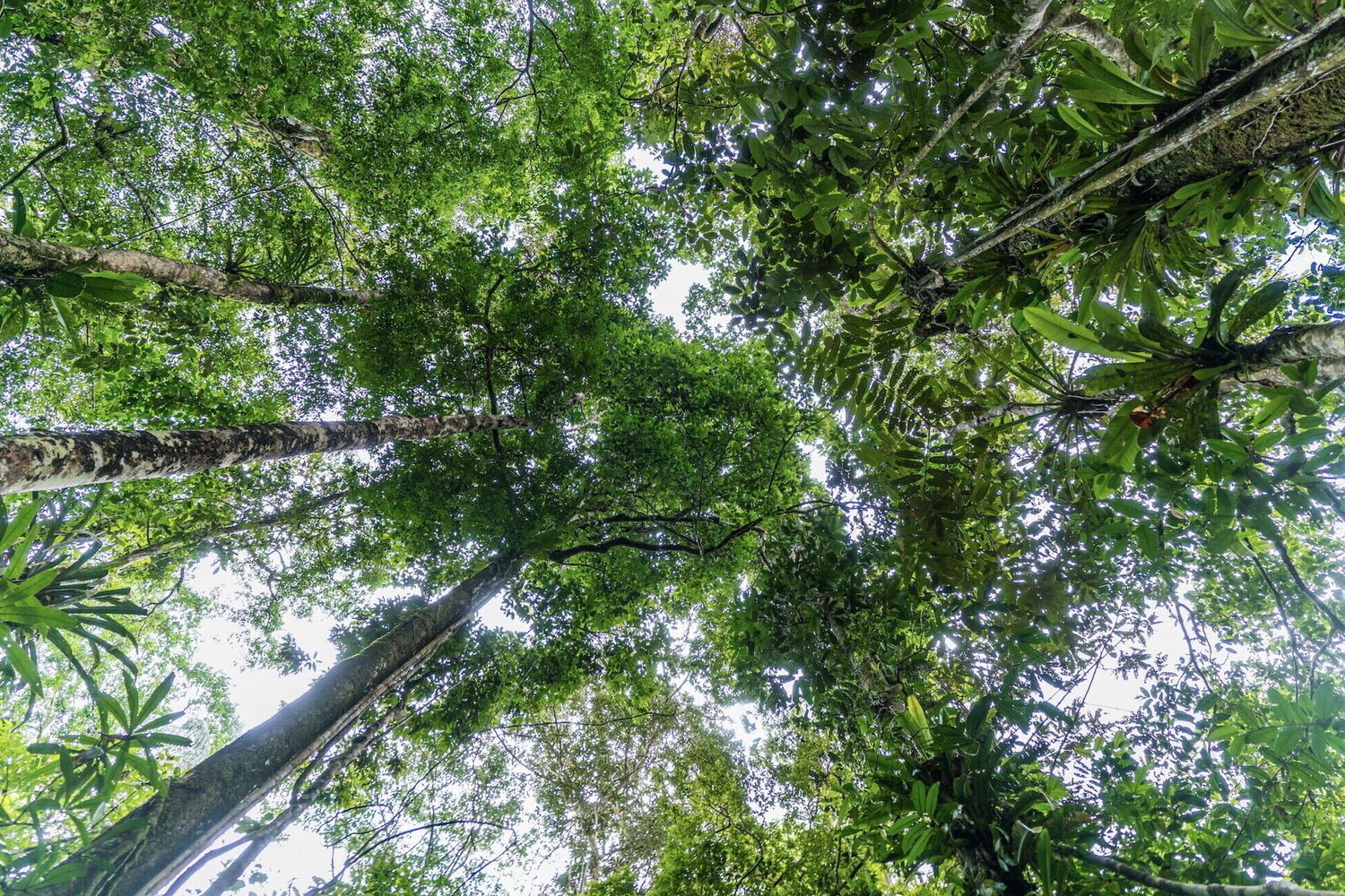 Wwf e deforertazione