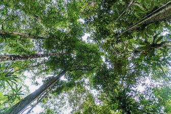 Wwf e deforertazione