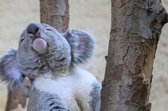 Koala