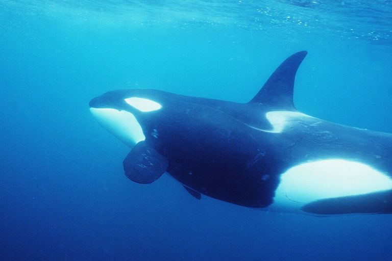 Vittoria animalista, stop a spettacoli orche entro il 2019