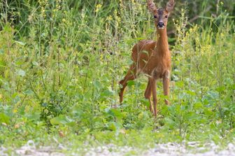 Un capriolo (foto di repertorio)