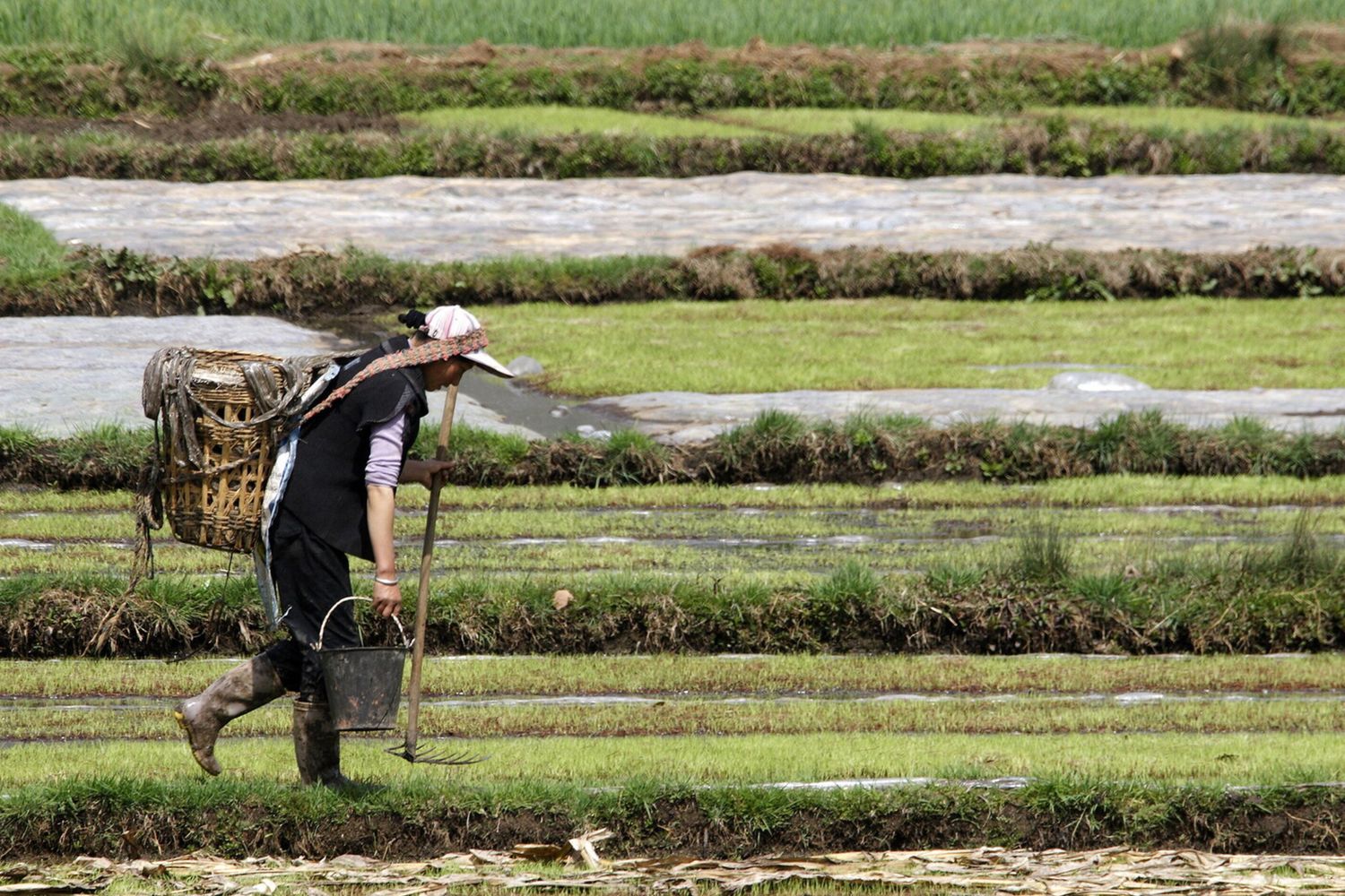 Contadino in Cina, migrazioni linguistiche legate all'agricoltura di 9.000 anni fa