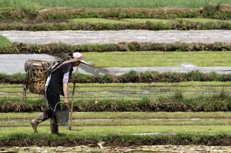 Contadino in Cina, migrazioni linguistiche legate all'agricoltura di 9.000 anni fa