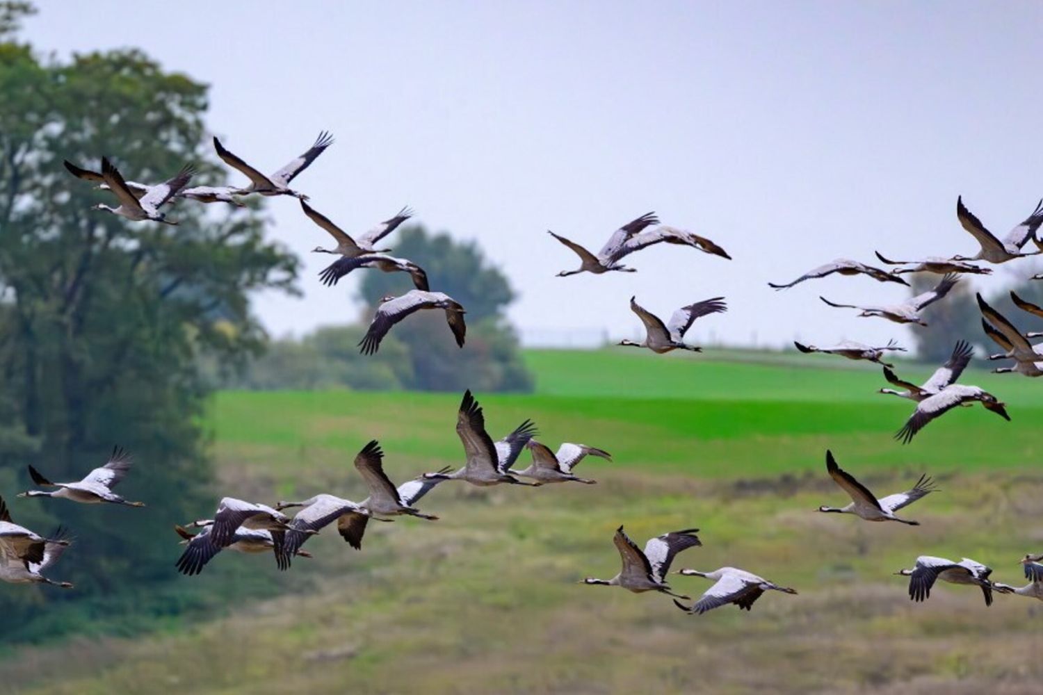 Uno stormo di Gru in volo