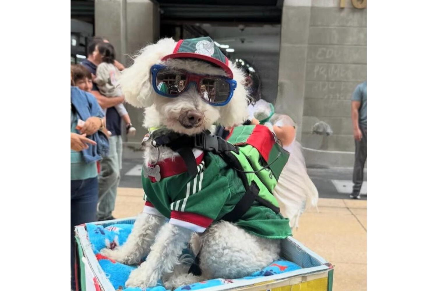 Mondiali di calcio: Osito, il cane in bicicletta diventa una star virale