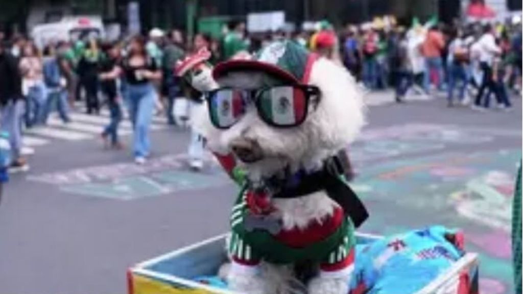 Mondiali di calcio: Osito, il cane in bicicletta diventa una star virale