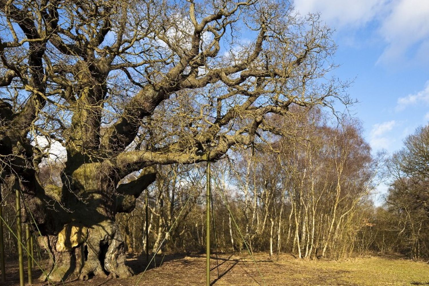 Morta la quercia di Robin Hood