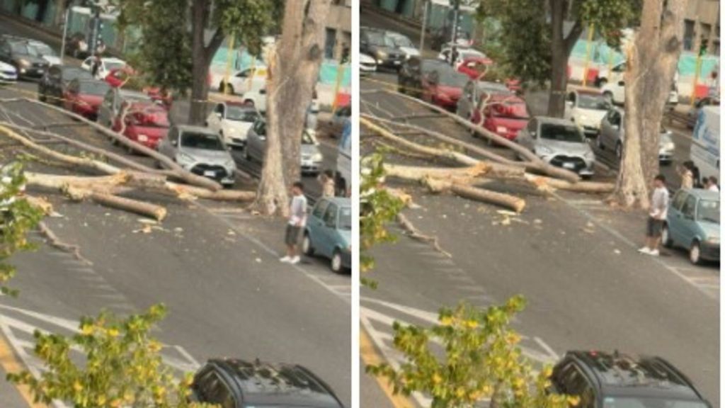 Albero caduto in via Ostiense
