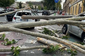 Platano caduto in via Ostiense