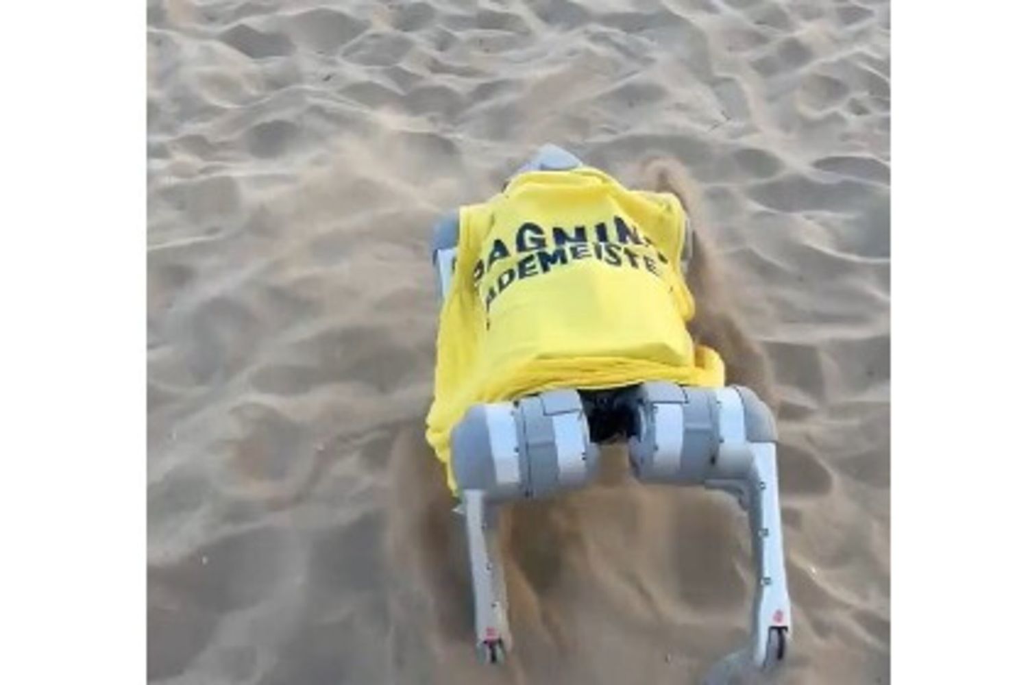 Flipper, il cane-robot bagnino