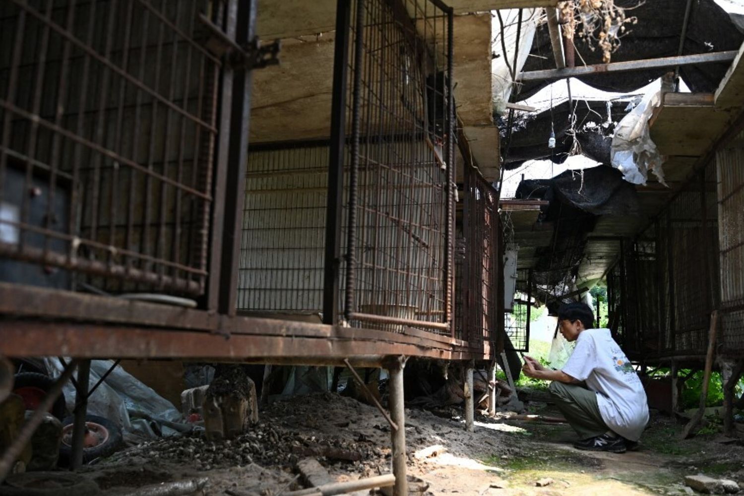 Divieto di consumare carne, in Sud Corea spariscono migliaia di cani