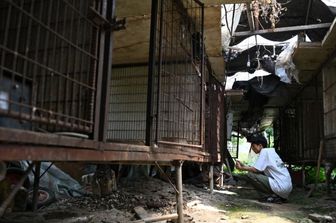 Divieto di consumare carne, in Sud Corea spariscono migliaia di cani