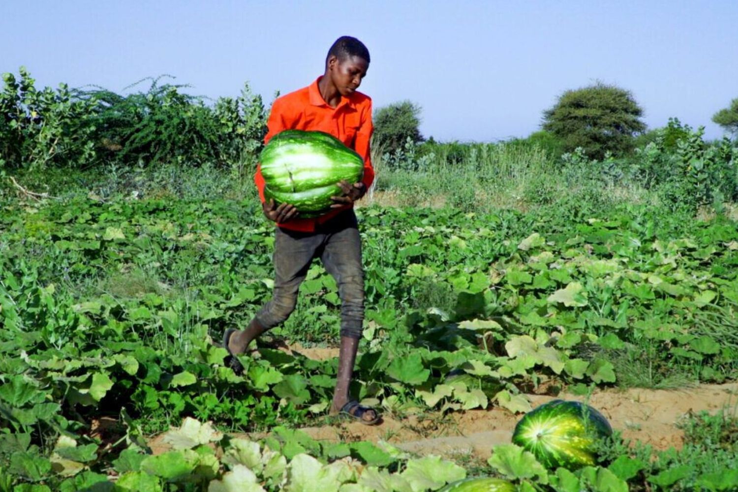 Niger : un projet d’irrigation financé par l’Italie veut relancer la filière de la tomate