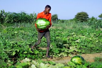 Niger : un projet d’irrigation financé par l’Italie veut relancer la filière de la tomate