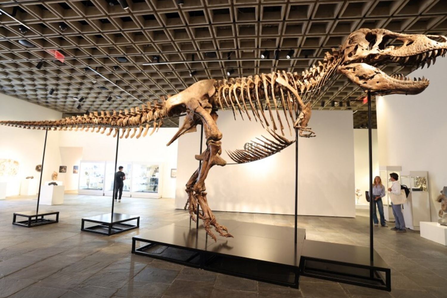 Gus