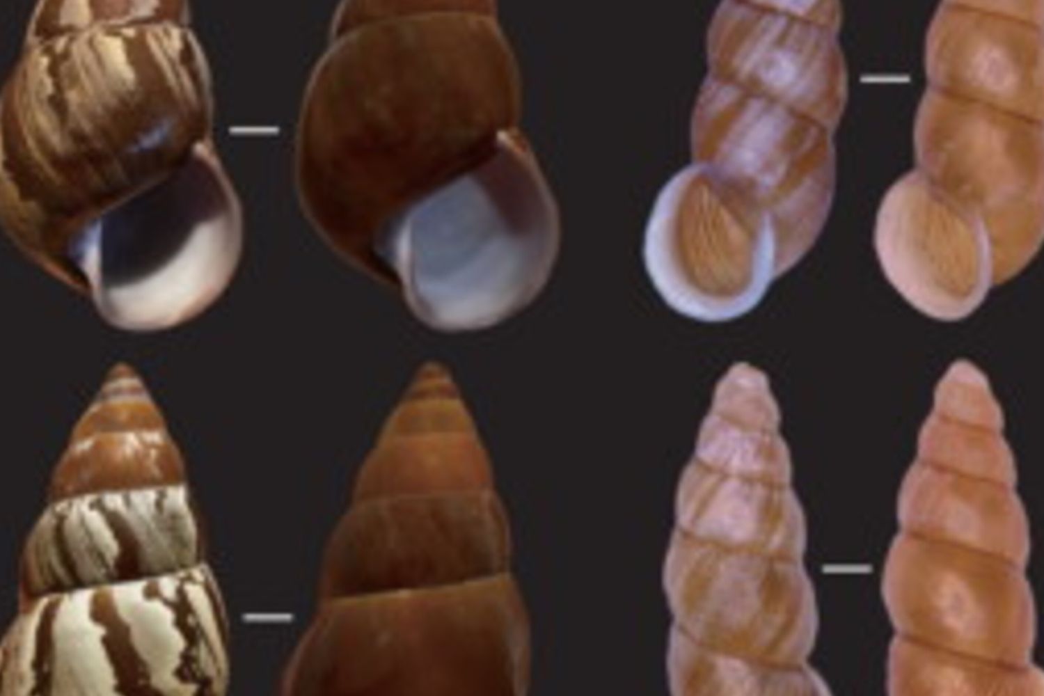 Lumache