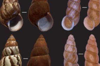 Lumache