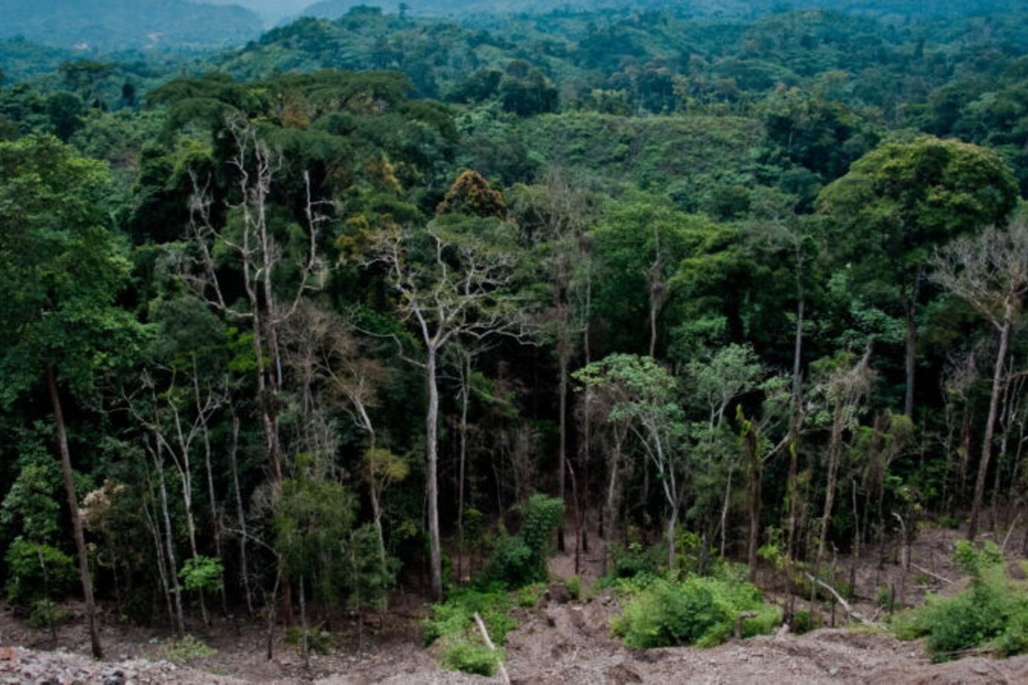 Italie et Mozambique renforcent leur coopération pour un développement agroforestier durable