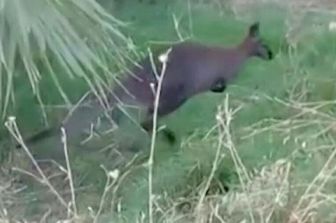 Wallaby salvati in Spagna