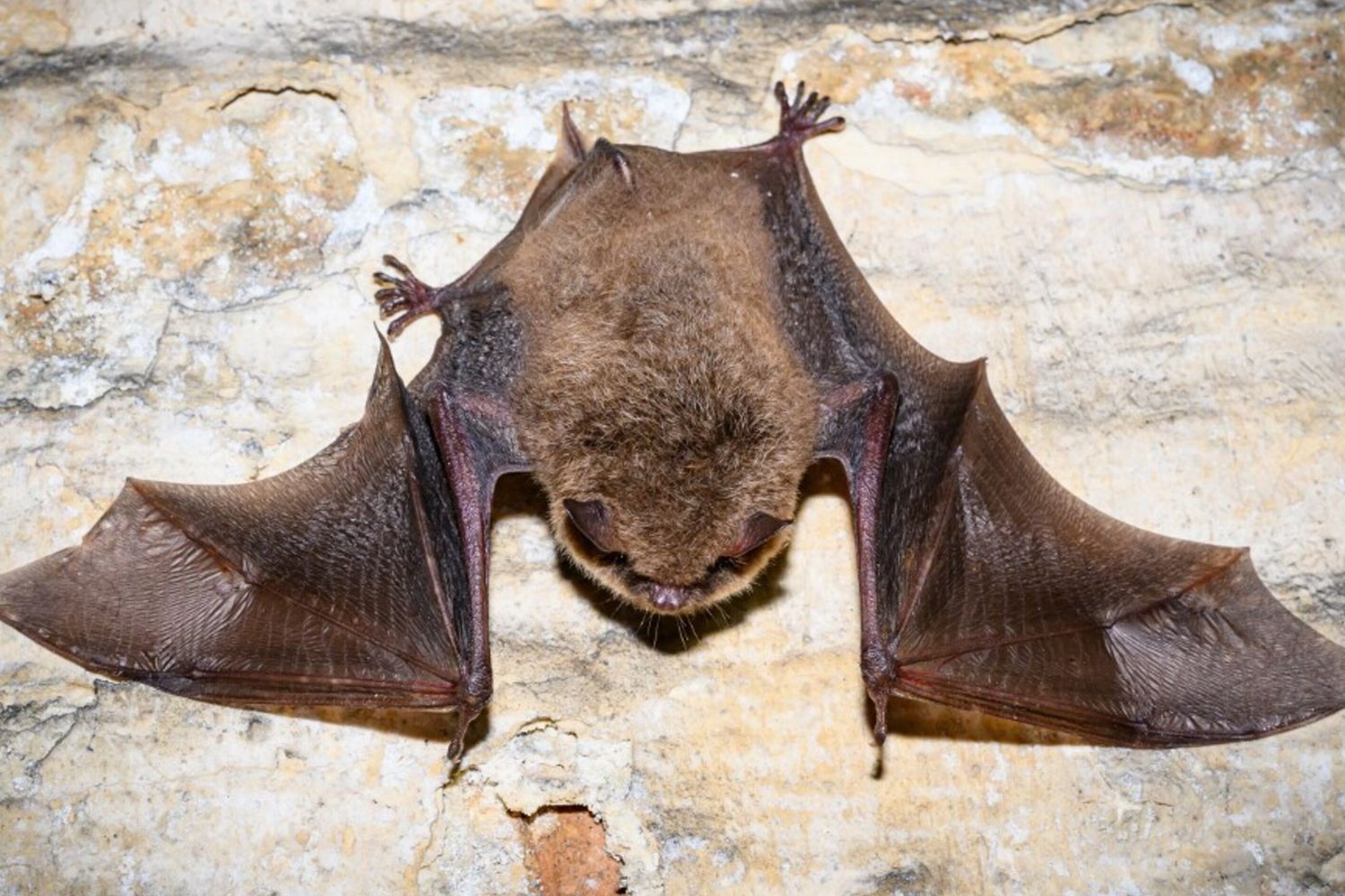 Pipistrello