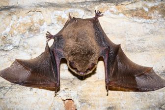 Pipistrello