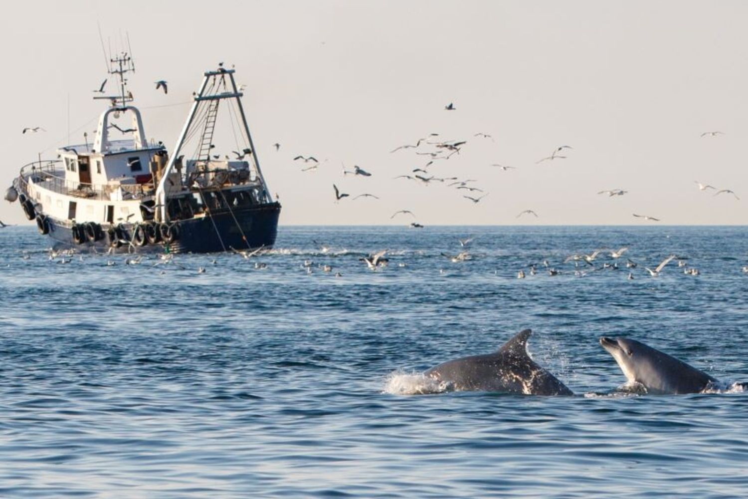 Due delfini tursiopi seguono un peschereccio a strascico nelle acque del Veneto, Italia.