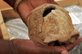 Cranio di un ominide
