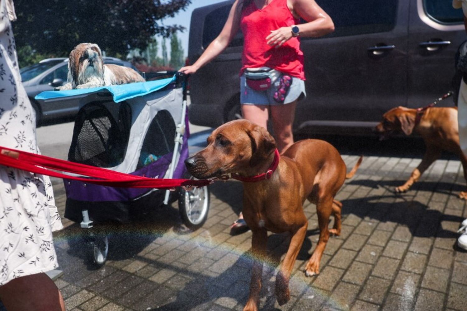 Animali in vacanza
