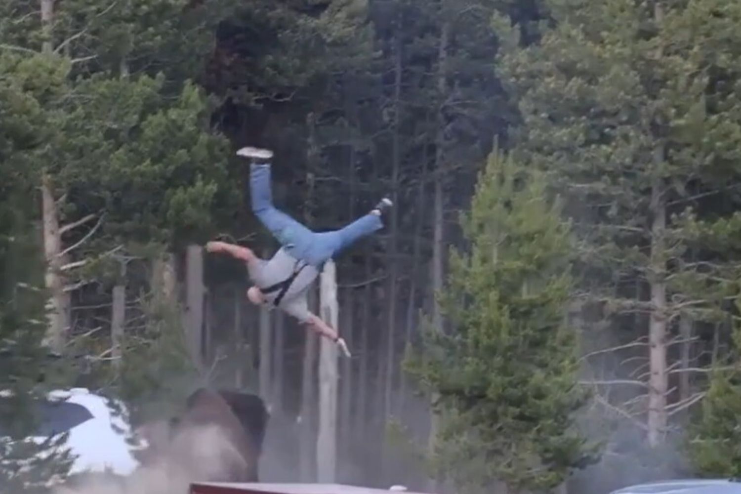 Aggressione di un bisonte a Yellowstone