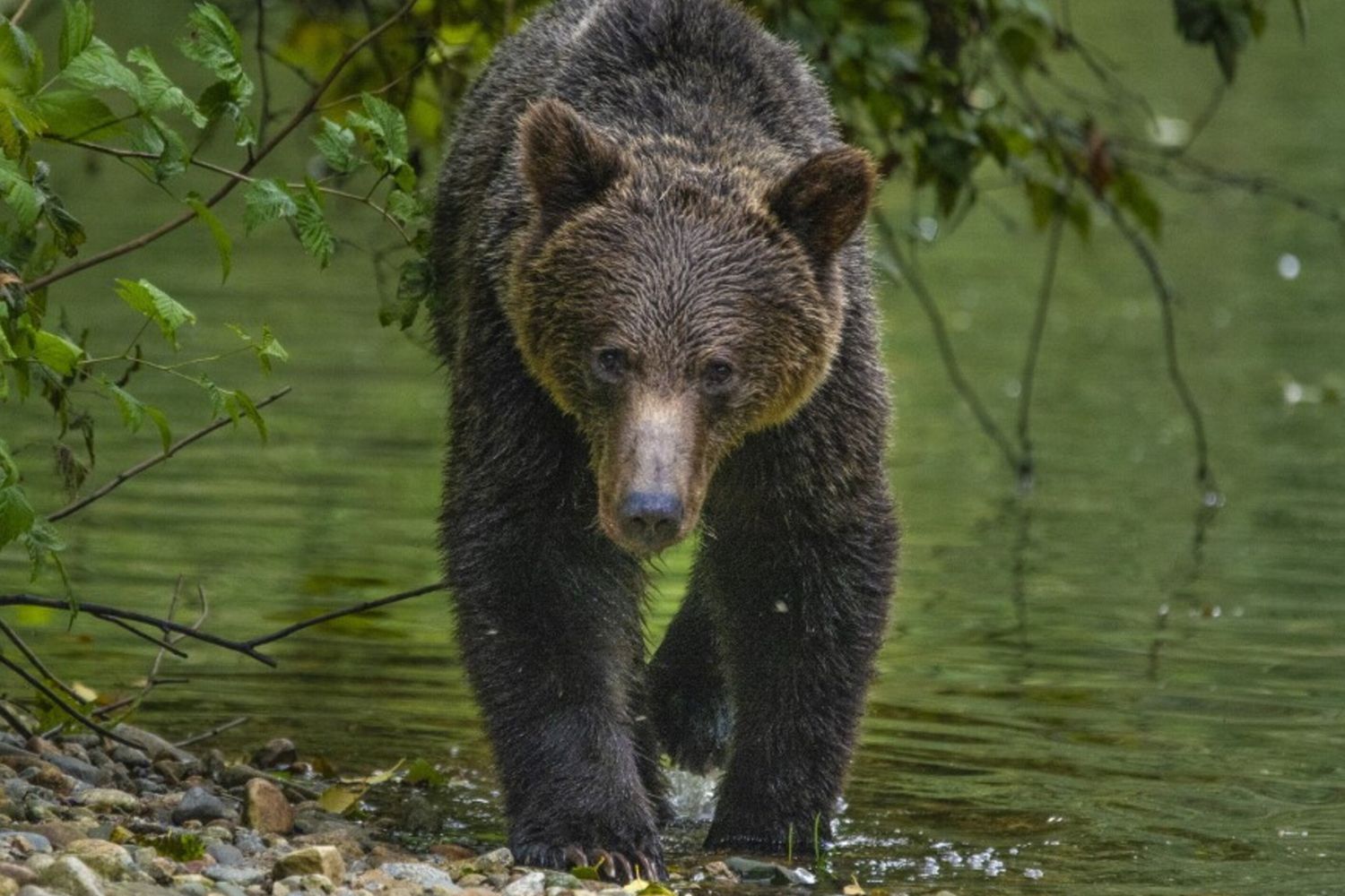 Orsi Grizzly