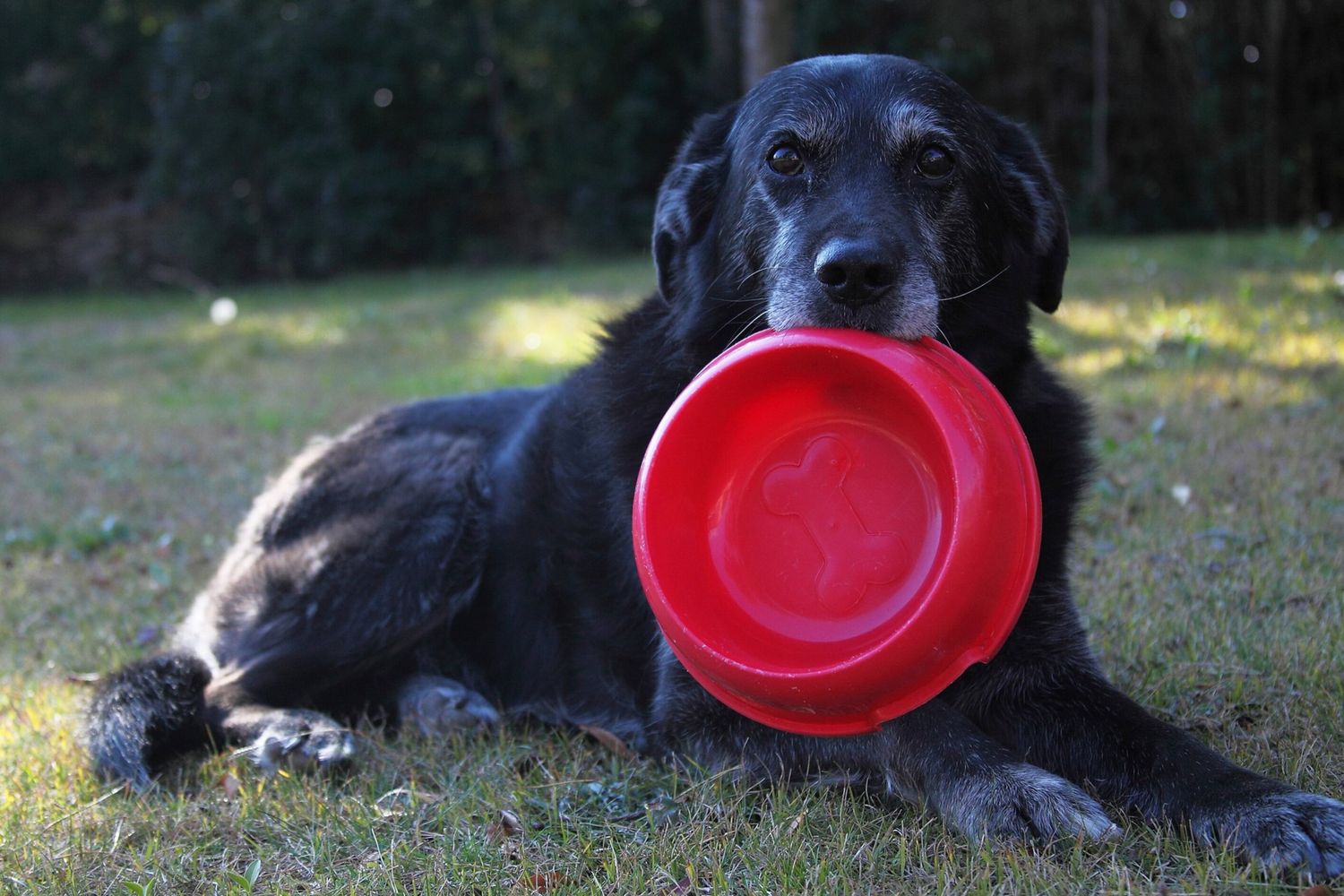 Cane cucciolo pappa crocchette cibo per cani (afp)