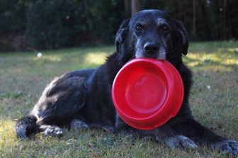 Cane cucciolo pappa crocchette cibo per cani (afp)