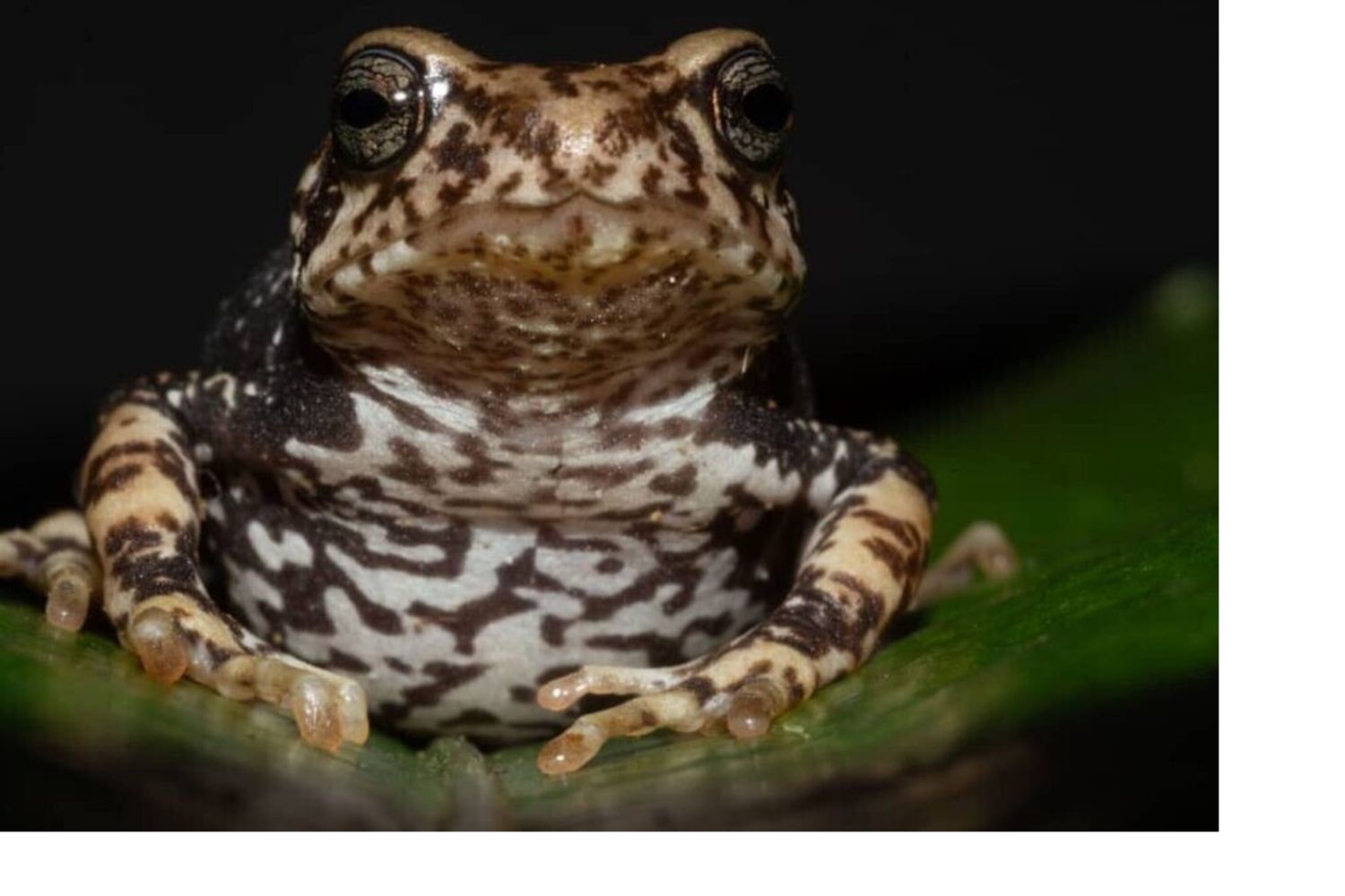 Una delle specie di rospo recentemente descritte, Nectophrynoides luhomeroensis