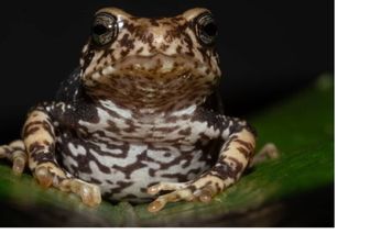 Una delle specie di rospo recentemente descritte, Nectophrynoides luhomeroensis