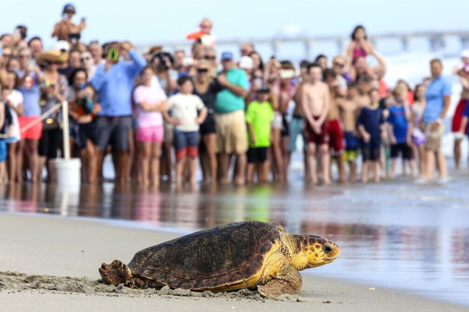 Tartaruga Caretta caretta