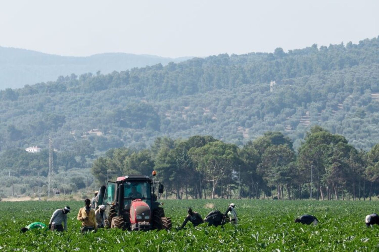 Campi agricoli in Puglia