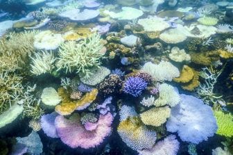 I coralli sbiancati e morti intorno a Lizard Island, sulla Grande Barriera Corallina, Australia